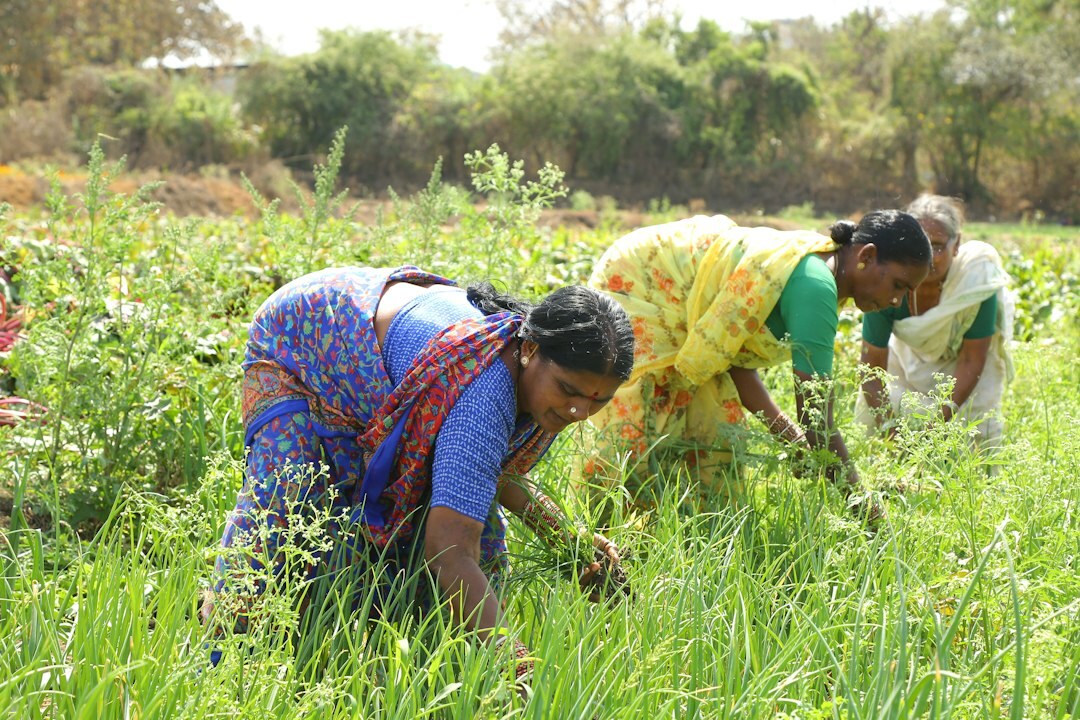 aymara people farming