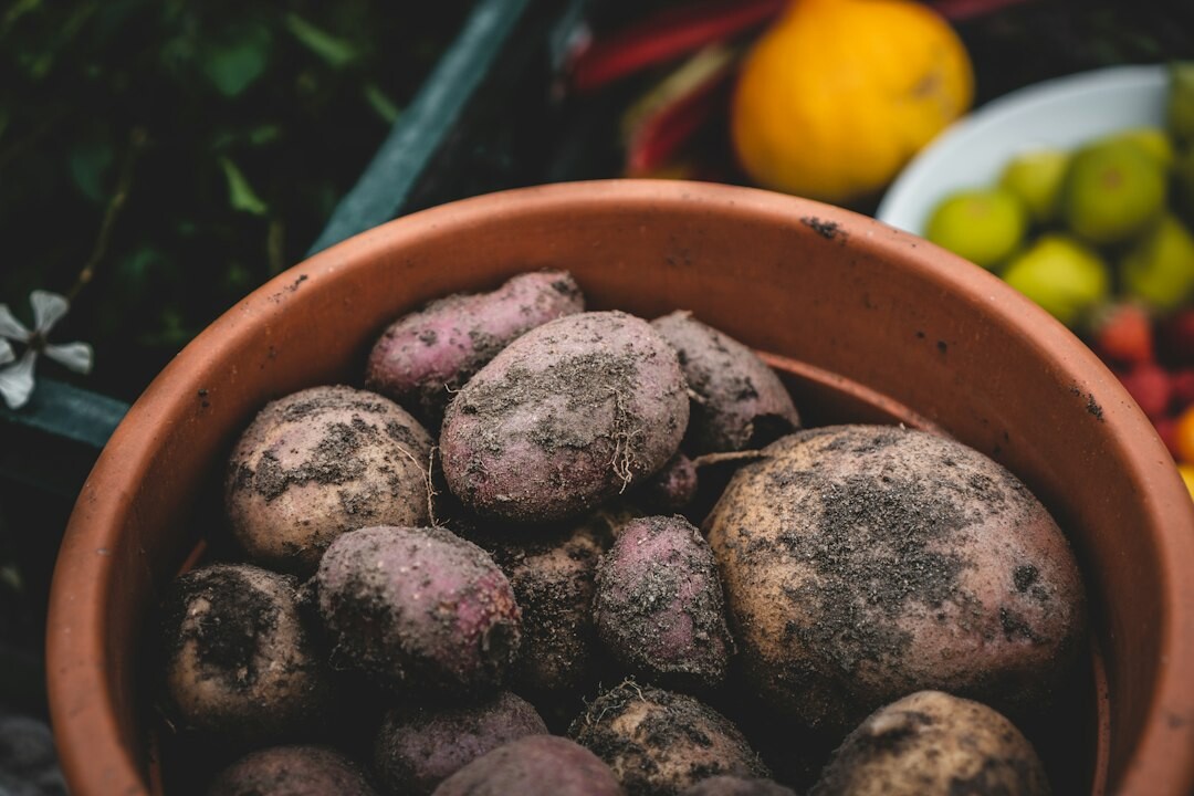 farmer harvesting potatoes